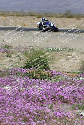 media/Feb-04-2023-SoCal Trackdays (Sat) [[8a776bf2c3]]/Turn 15 Inside Blooming (1050am)/